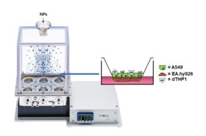 Figur 2. Skjema for lungeeksponering in vitro. Trikulturlungecellemodell i luftvæskegrensesnitt er utsatt for nanopartiklar inne i eit VITROCELL® skykammersystem.