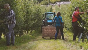 Tre personar haustar epler frå to rader epletre, og ein traktor med stpr pallekasse står mellom radene.