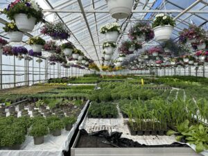 Innsiden av et drivhus med planter og blomster.