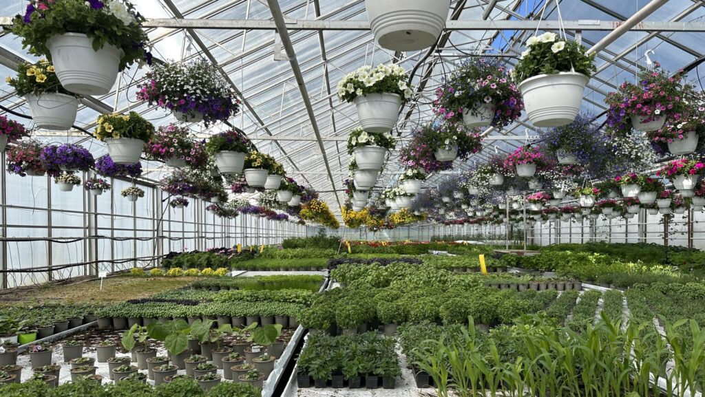 Innsiden av et drivhus med planter og blomster.