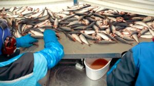 Tilsette sorterer fisk i eit fiskeforedlingsanlegg